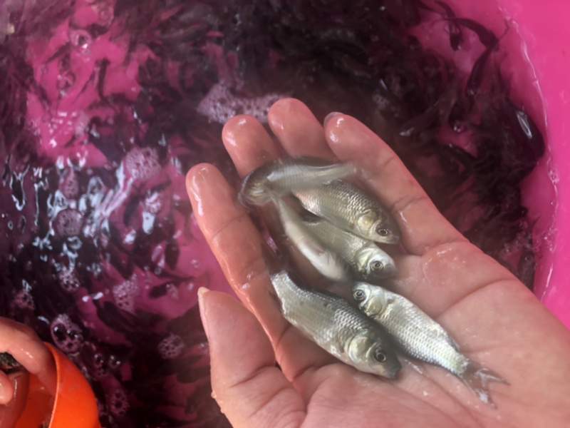 【鲫鱼苗】中科5号鲫鱼苗.良种鲫鱼苗.黄金鲫鱼苗、场地直