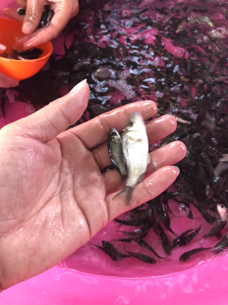 【鲫鱼苗】中科5号鲫鱼苗.良种鲫鱼苗.黄金鲫鱼苗、场地直