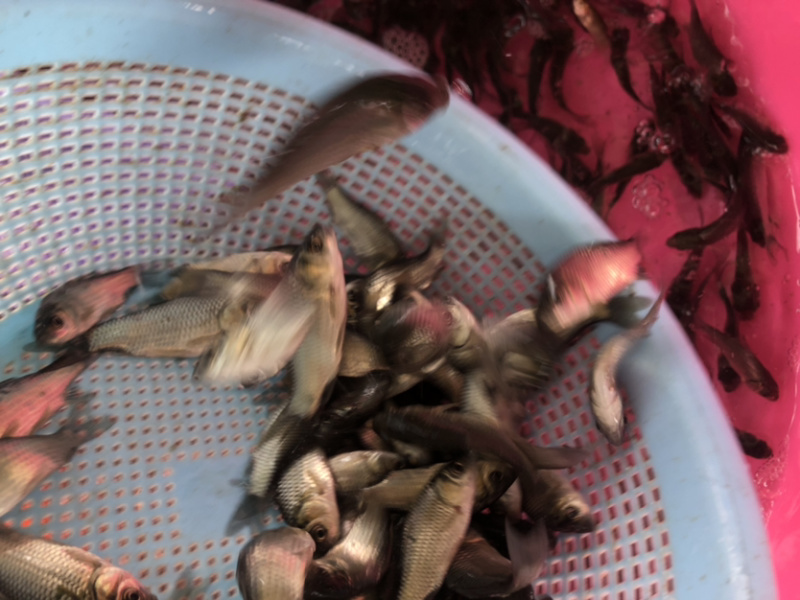 【鲫鱼苗】中科5号鲫鱼苗.良种鲫鱼苗.黄金鲫鱼苗、场地直