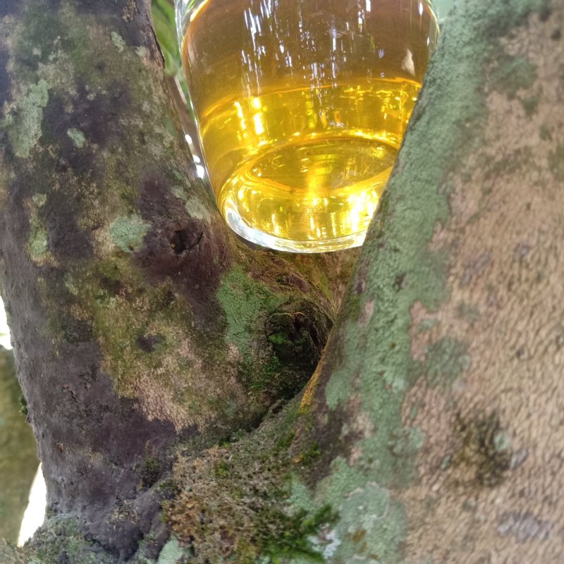 大雪山古树普洱生茶，2019年头春，357克/饼