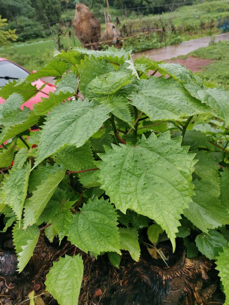 一件代发红活麻红霍麻红杆荨麻草蝎子草咬人草