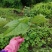 一件代发红活麻红霍麻红杆荨麻草蝎子草咬人草