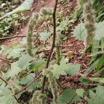 一件代发红活麻红霍麻红杆荨麻草蝎子草咬人草