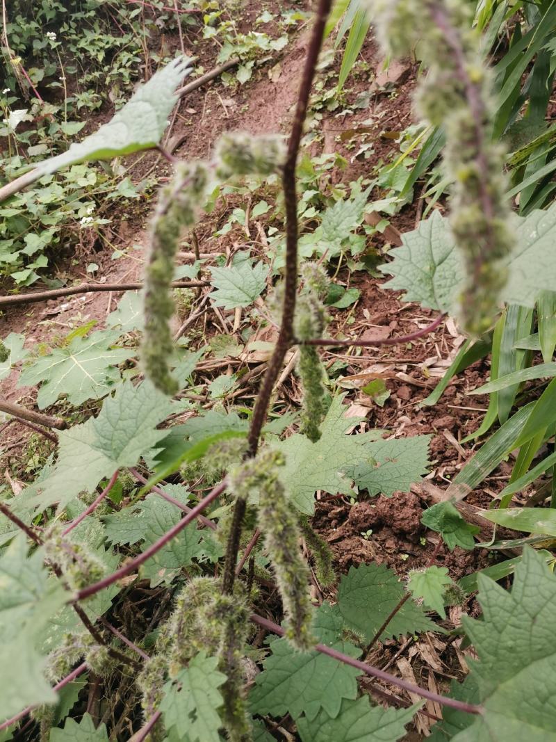 一件代发红活麻红霍麻红杆荨麻草蝎子草咬人草