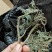 一件代发红活麻红霍麻红杆荨麻草蝎子草咬人草