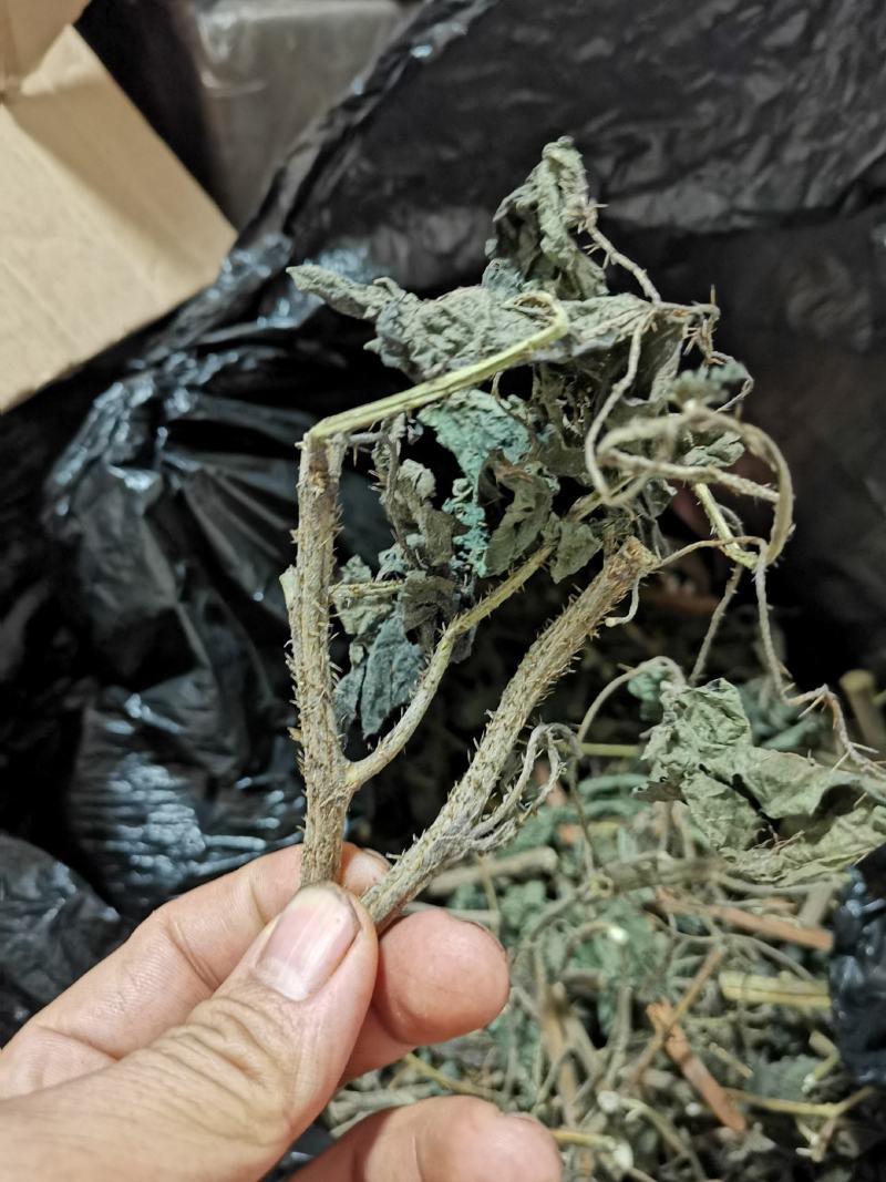 一件代发红活麻红霍麻红杆荨麻草蝎子草咬人草