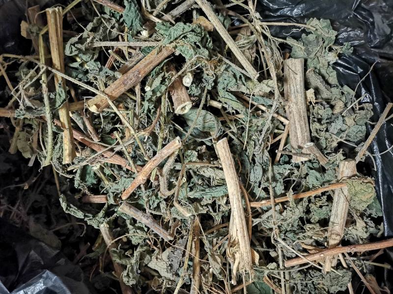 一件代发红活麻红霍麻红杆荨麻草蝎子草咬人草