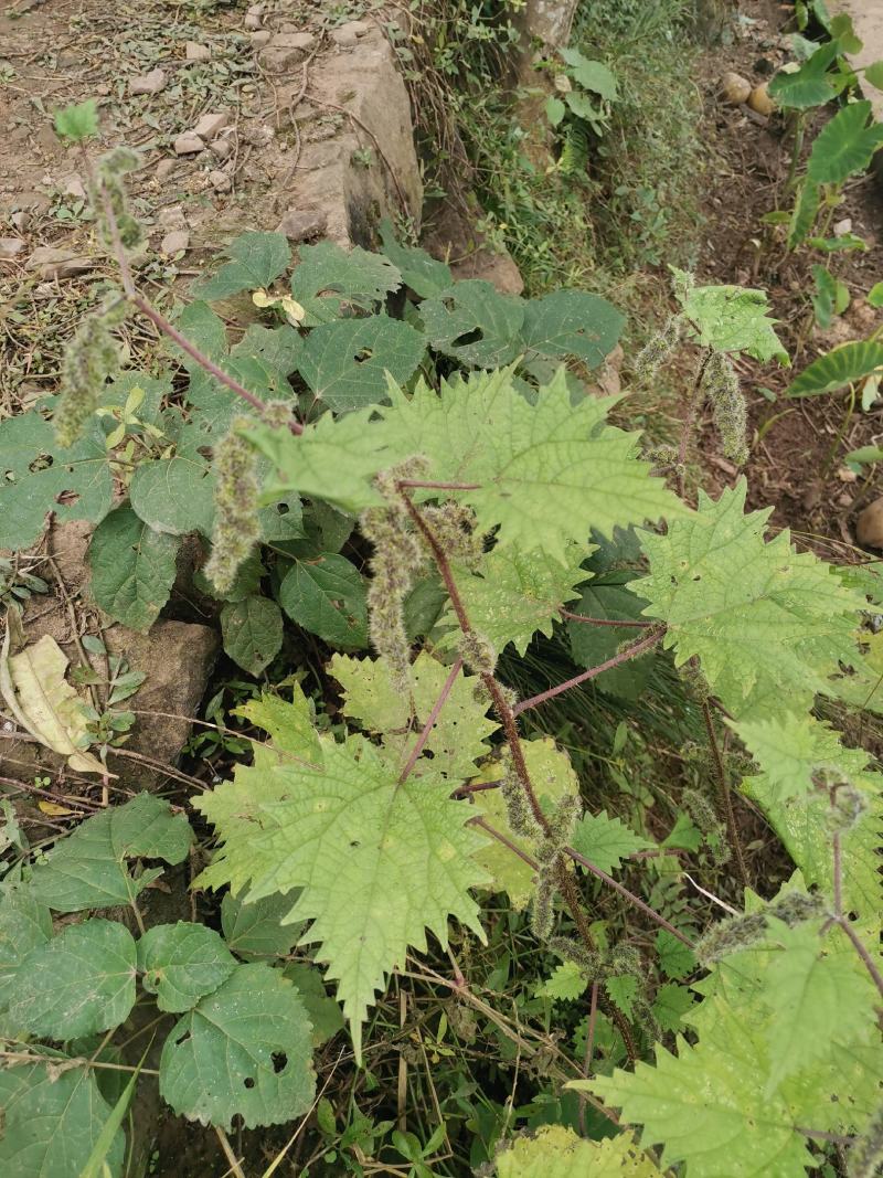 一件代发红活麻红霍麻红杆荨麻草蝎子草咬人草