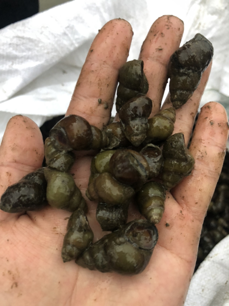 1.2以上通货食用1快5一斤