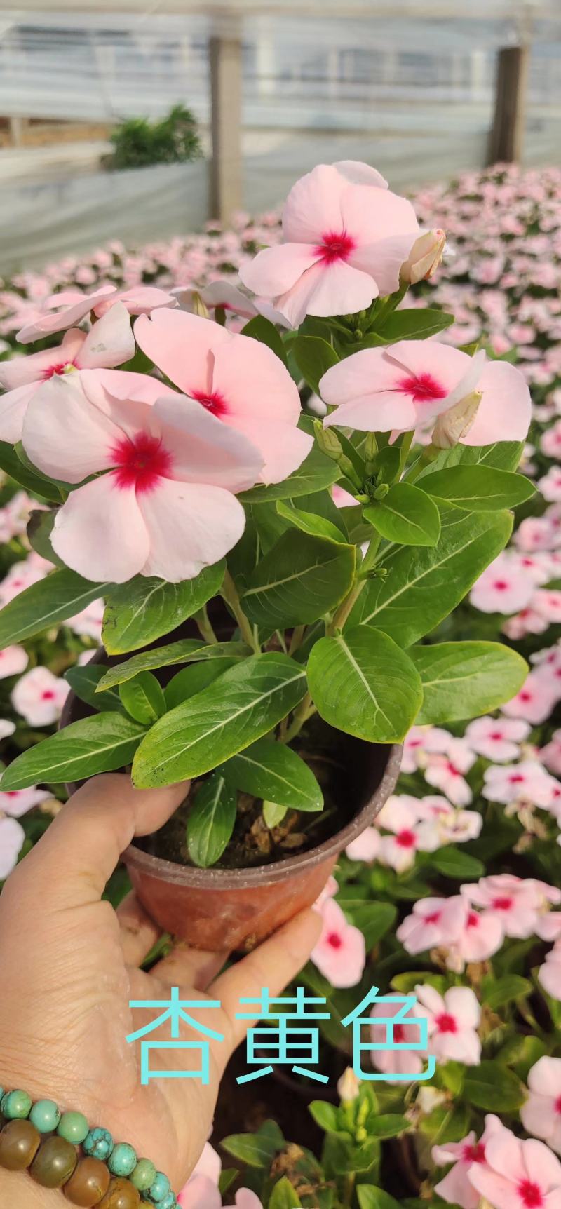 长春花，基地直销，天天开。常年供应各种绿化苗木。