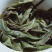 2020年头春，大雪山古树普洱生茶，250/饼