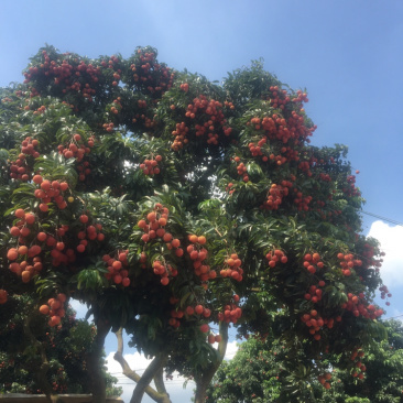 六月红花荔枝，禾荔