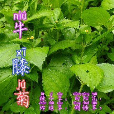 贵州毕节古夜郎大地野生中药材牛膝菊夏季有货