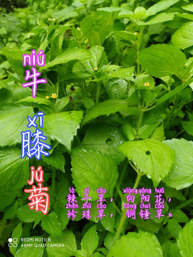 贵州毕节古夜郎大地野生中药材牛膝菊夏季有货