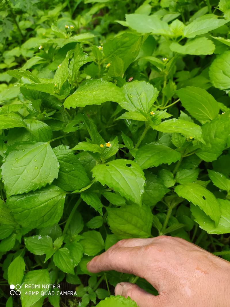 贵州毕节古夜郎大地野生中药材牛膝菊夏季有货