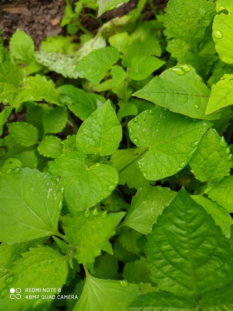 贵州毕节古夜郎大地野生中药材牛膝菊夏季有货