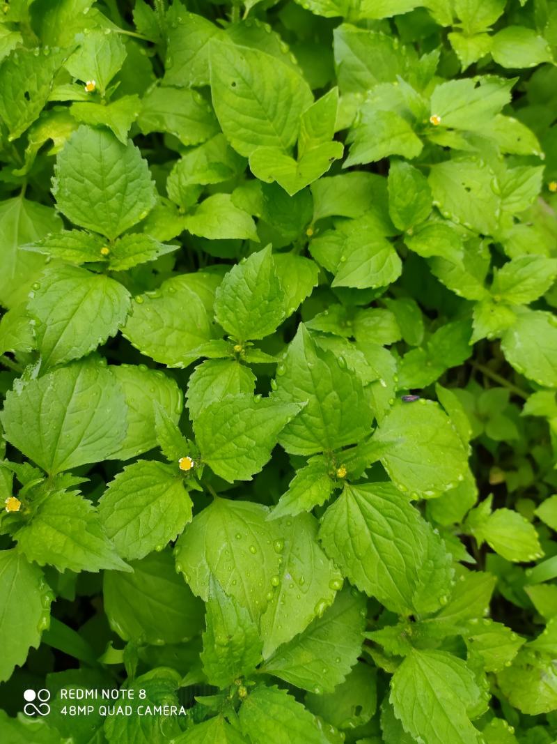 贵州毕节古夜郎大地野生中药材牛膝菊夏季有货