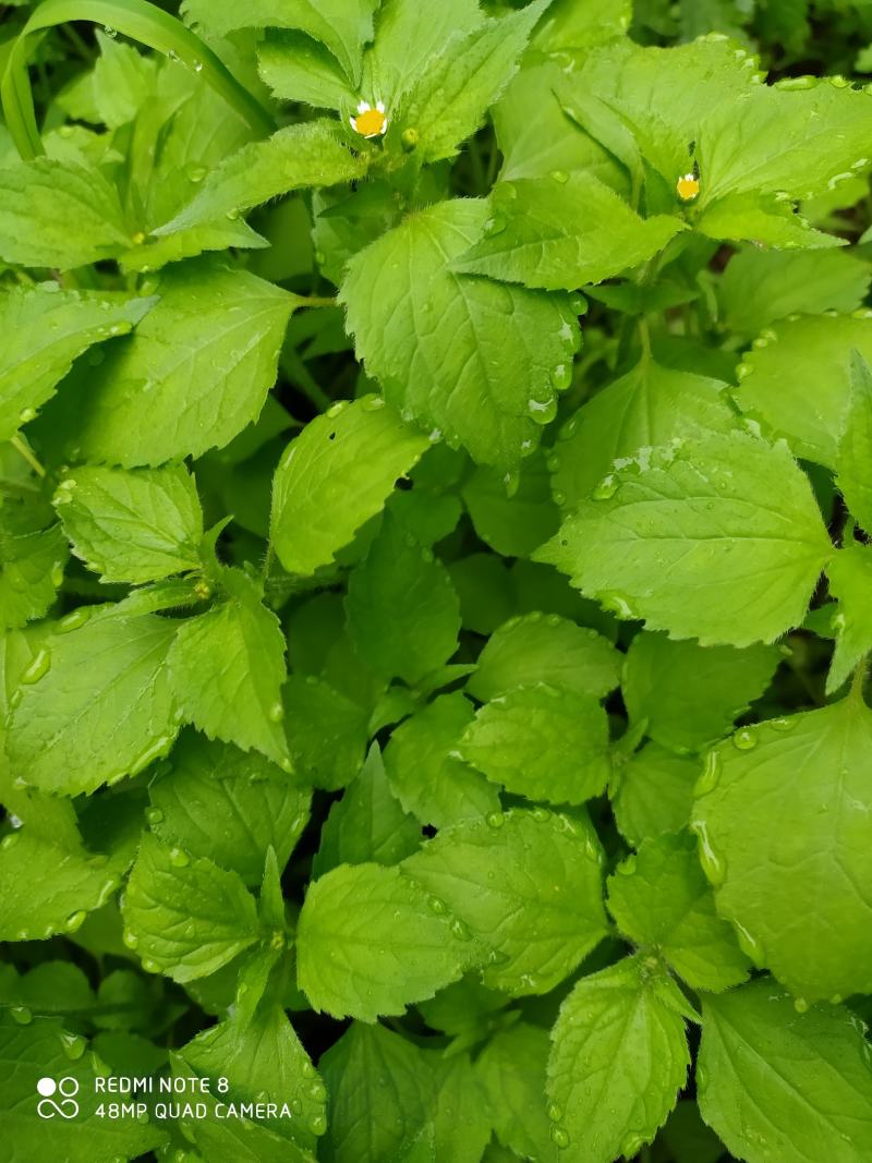 贵州毕节古夜郎大地野生中药材牛膝菊夏季有货