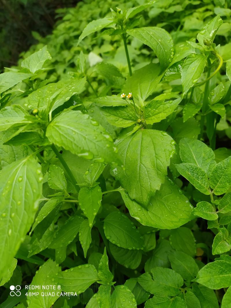 贵州毕节古夜郎大地野生中药材牛膝菊夏季有货
