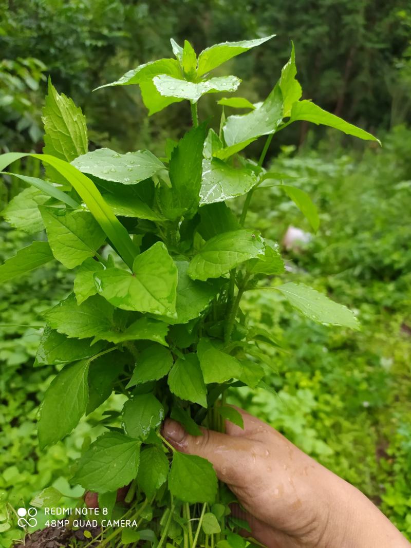 贵州毕节古夜郎大地野生中药材牛膝菊夏季有货