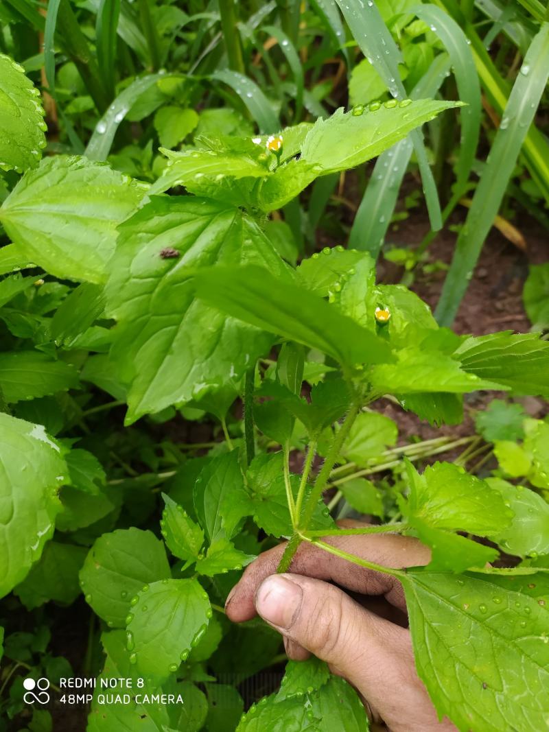 贵州毕节古夜郎大地野生中药材牛膝菊夏季有货