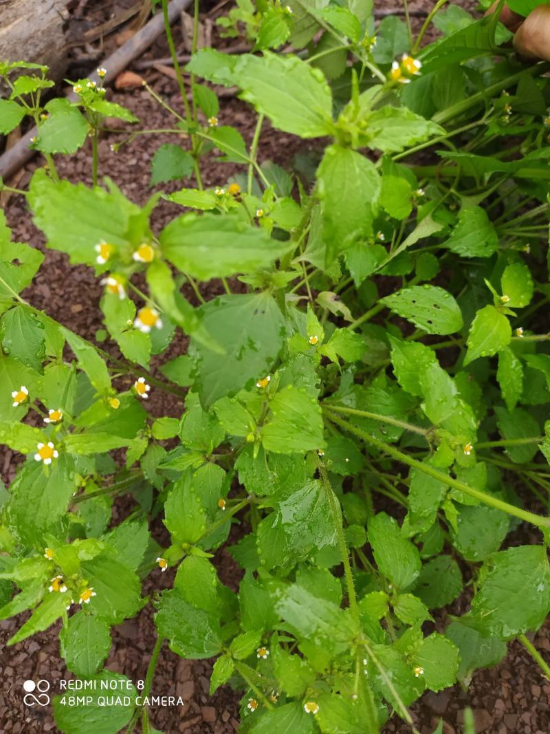 贵州毕节古夜郎大地野生中药材牛膝菊夏季有货
