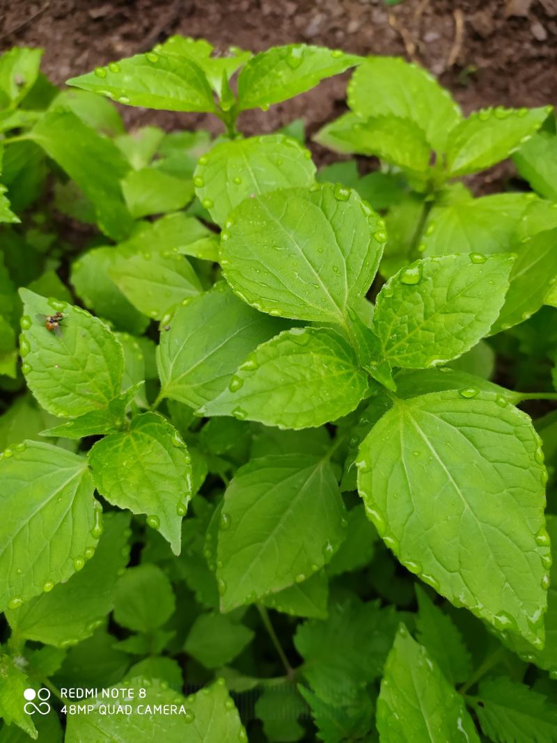 贵州毕节古夜郎大地野生中药材牛膝菊夏季有货