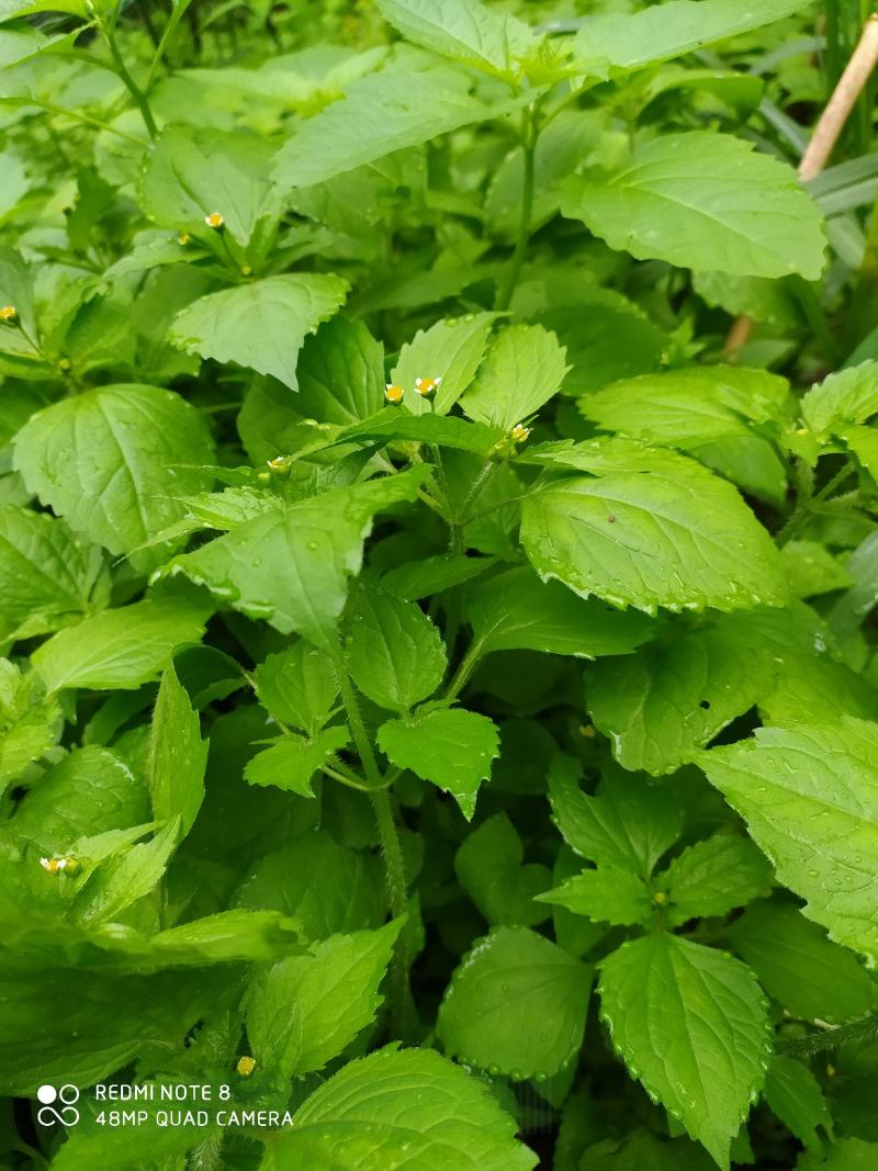 贵州毕节古夜郎大地野生中药材牛膝菊夏季有货
