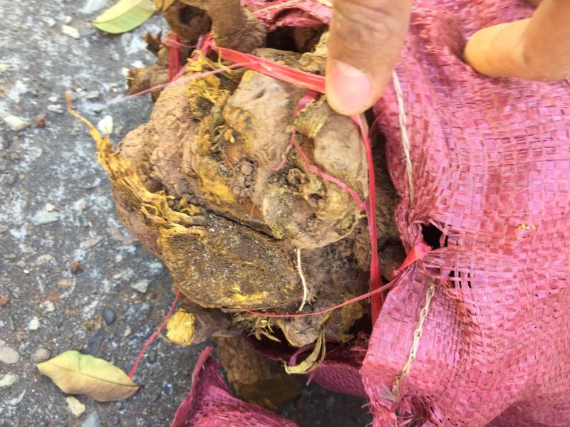 黄藤根产地一手货源质量保证