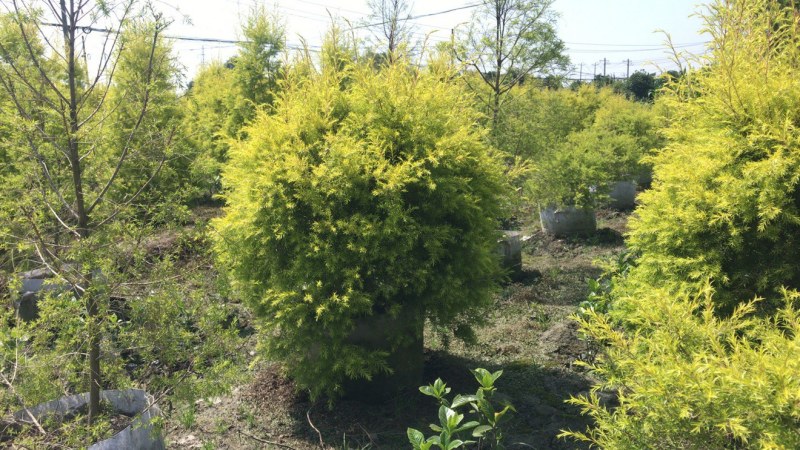 黄金香柳，千层金杯苗，球型80cm—100cm，树形1米