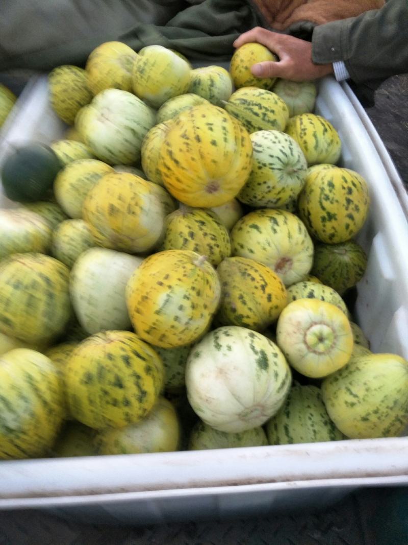 甜瓜