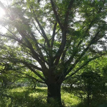嫁接银杏树，嫁接银杏，结果银杏，质量好，价格低