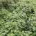 高产大叶艾草种苗批发基地直销苗木百利特色农业