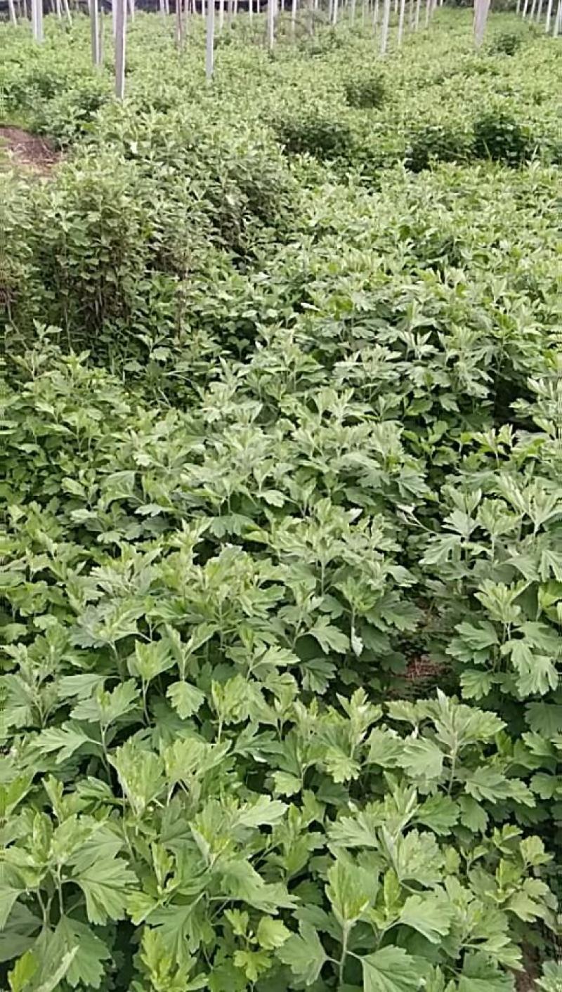 高产大叶艾草种苗批发基地直销苗木百利特色农业