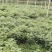 高产大叶艾草种苗批发基地直销苗木百利特色农业