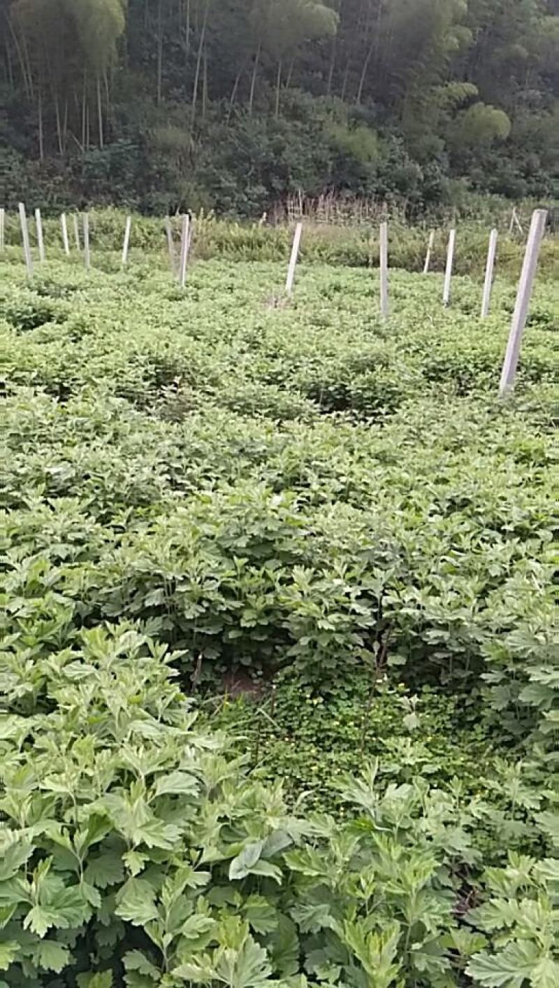 高产大叶艾草种苗批发基地直销苗木百利特色农业