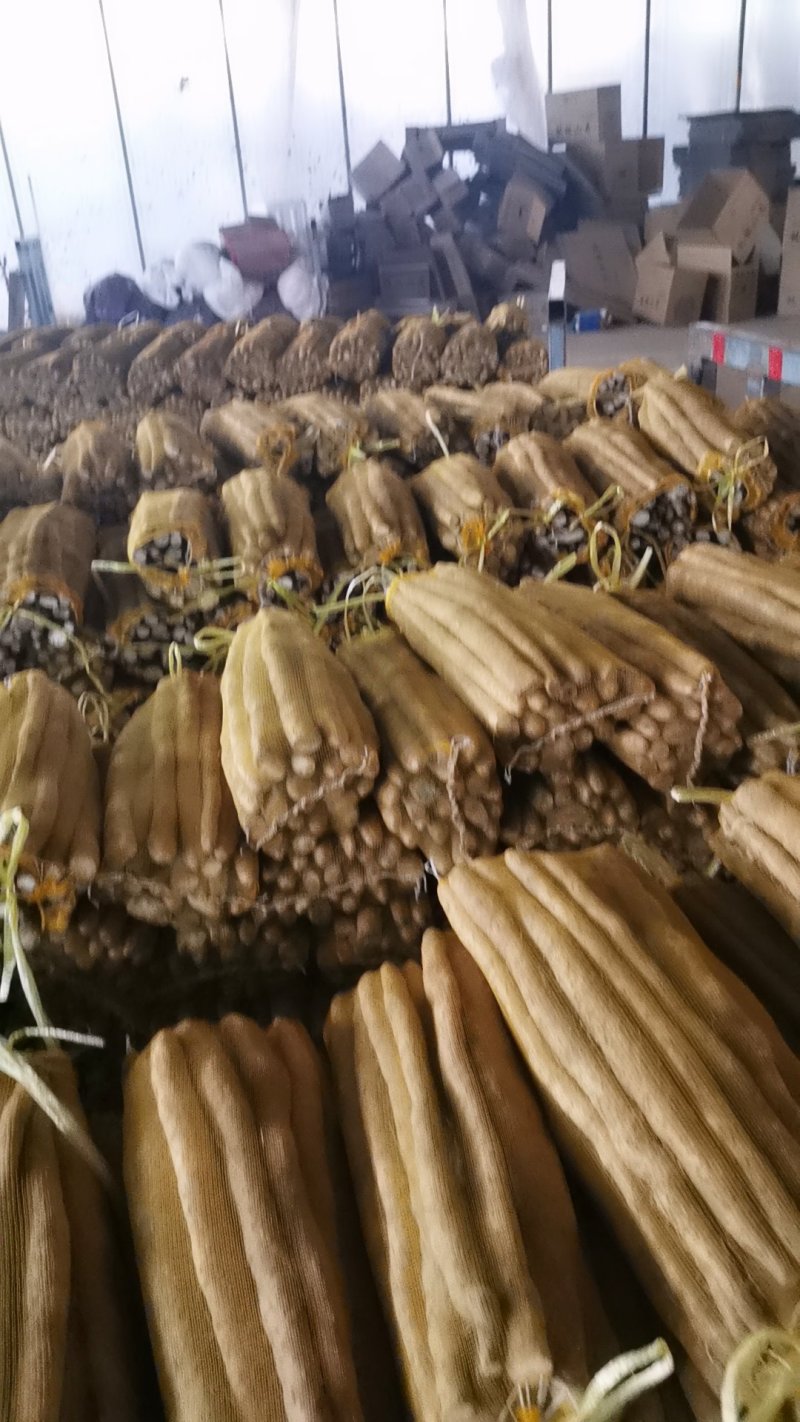 万亩精品小白嘴白山药，日供货量达到5-10万斤，全年接单出货