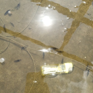 鳜鱼