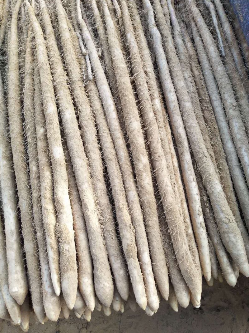小白嘴白山药，日供货量达到5-10万斤，发往全国欢迎老板选购