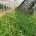 山东百子莲生产基地杯苗好成活百子莲种植基地，杯苗好成活