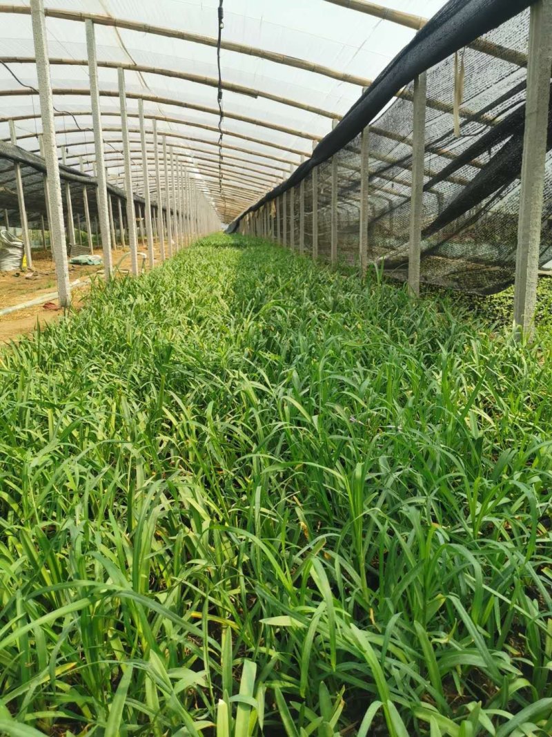 山东百子莲生产基地杯苗好成活百子莲种植基地，杯苗好成活