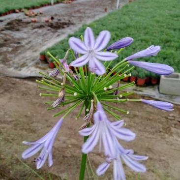 山东百子莲生产基地杯苗好成活百子莲种植基地，杯苗好成活