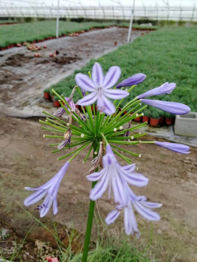 山东百子莲生产基地杯苗好成活百子莲种植基地，杯苗好成活
