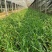 山东百子莲生产基地杯苗好成活百子莲种植基地，杯苗好成活