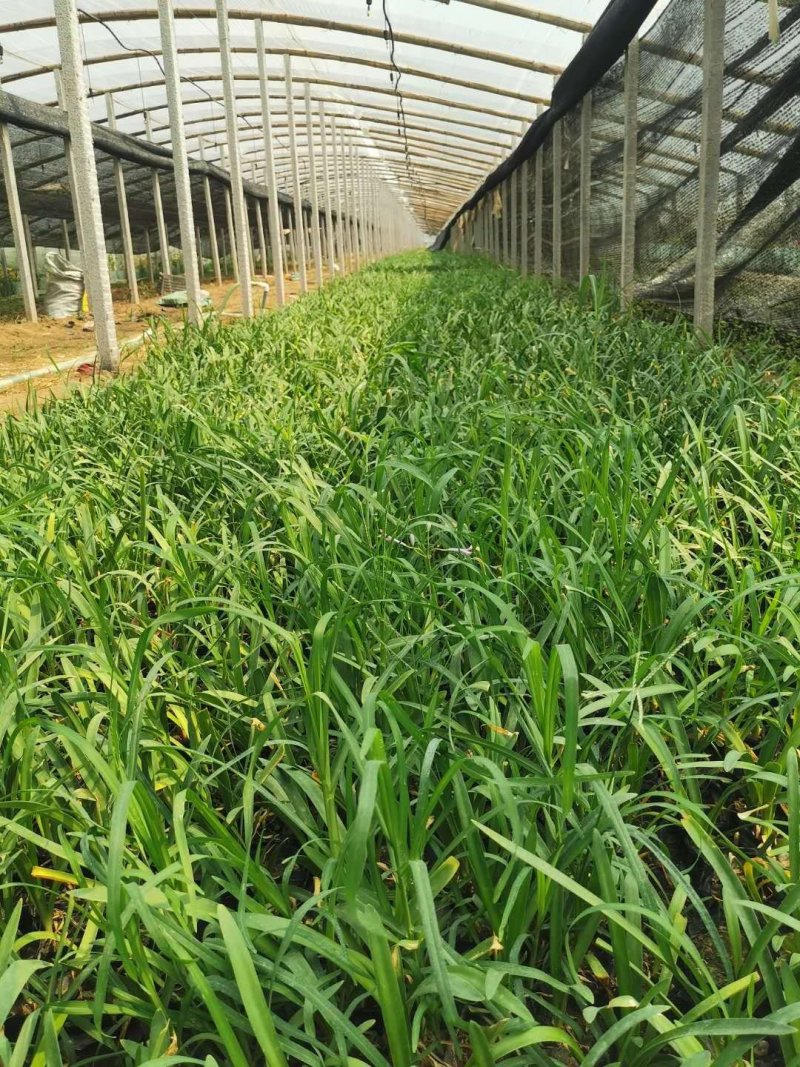山东百子莲生产基地杯苗好成活百子莲种植基地，杯苗好成活