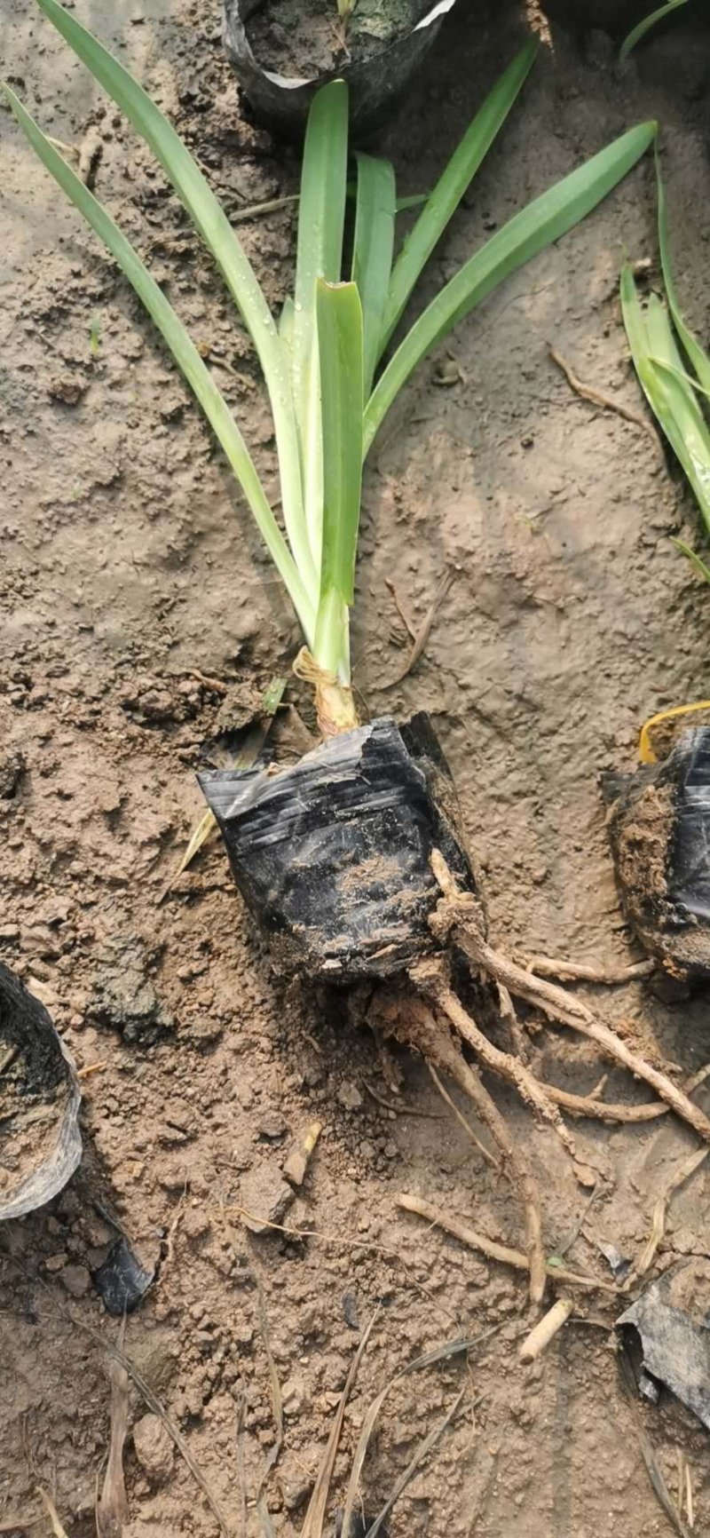 山东百子莲生产基地杯苗好成活百子莲种植基地，杯苗好成活