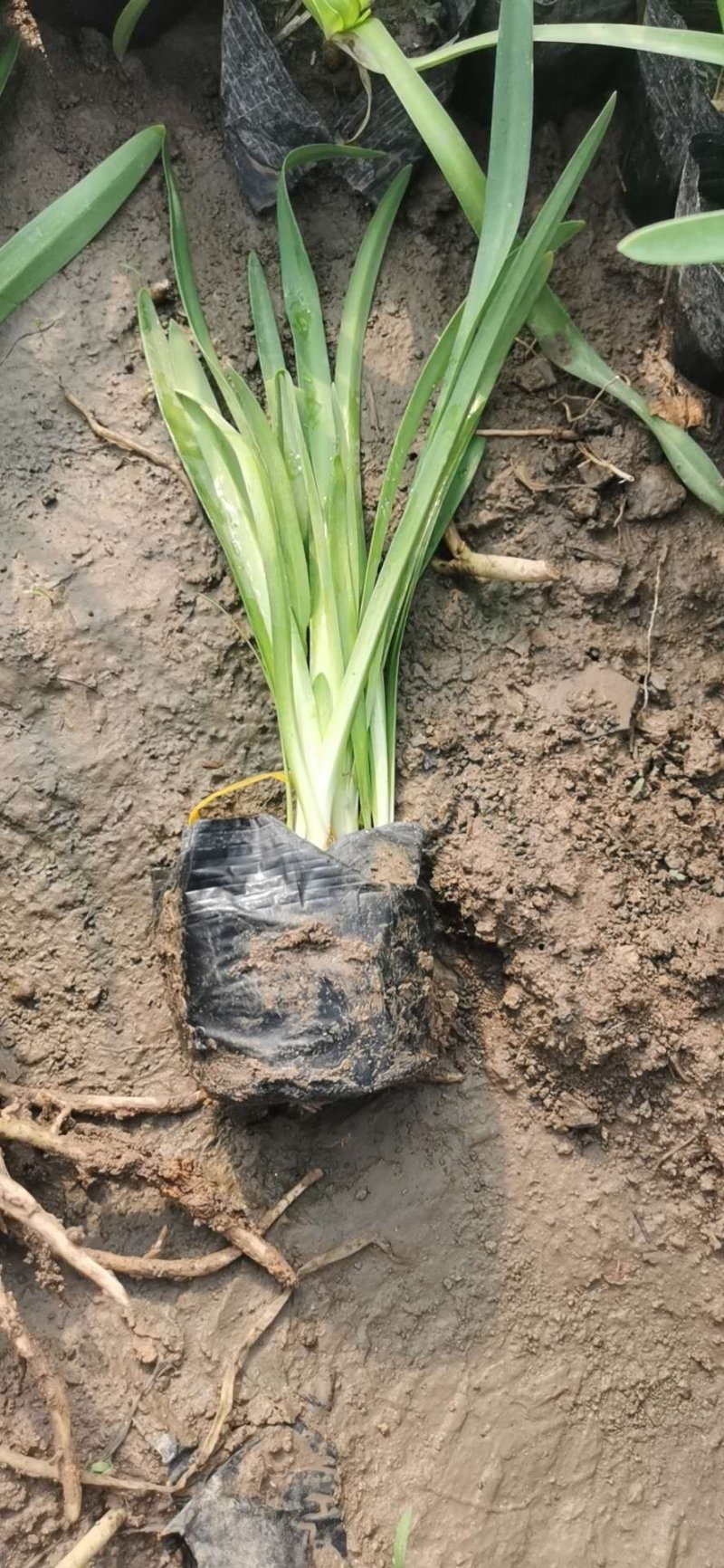 山东百子莲生产基地杯苗好成活百子莲种植基地，杯苗好成活