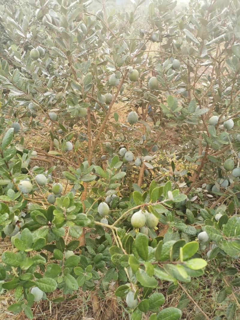 青香果苗批发基地直销优质种苗百利特色农业