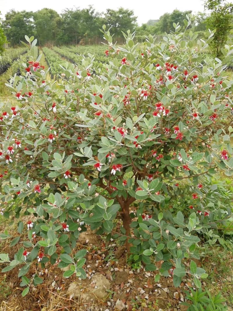 青香果苗批发基地直销优质种苗百利特色农业