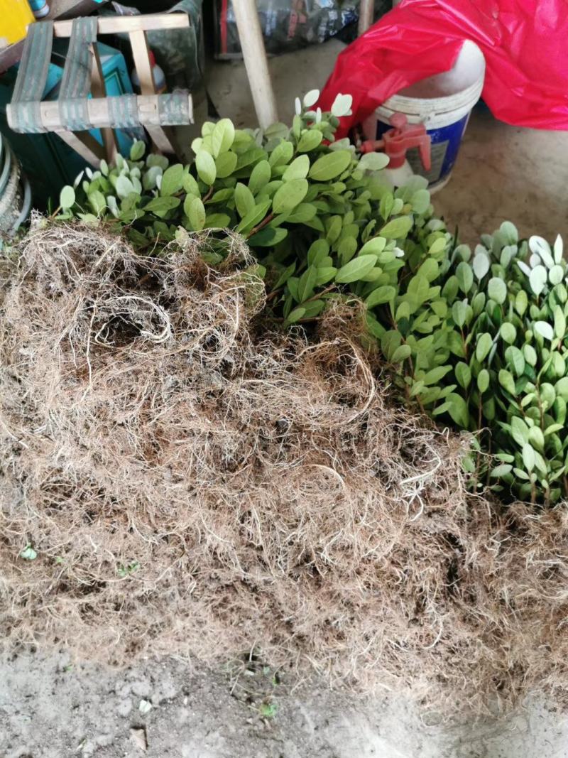 青香果苗批发基地直销优质种苗百利特色农业